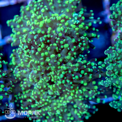 Euphyllia yaeyamaensis - лягушачья икра