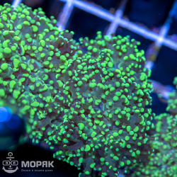 Euphyllia yaeyamaensis - лягушачья икра