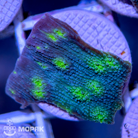 Echinophyllia sp. (чалис зеленый "Hollywood")