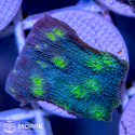 Echinophyllia sp. (чалис зеленый "Hollywood")