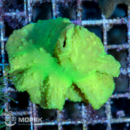 Sinularia dura neon green (ультразеленая синулярия)