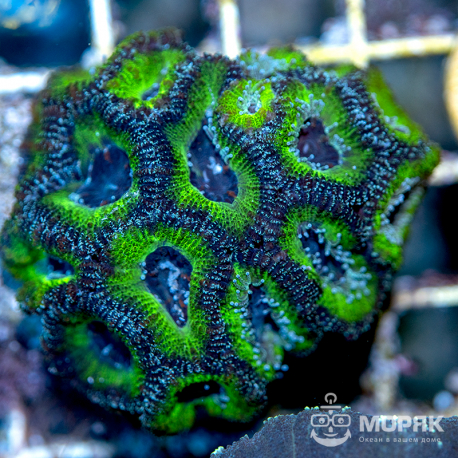 Акантастрея (Acanthastrea sp)