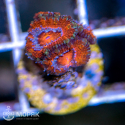 Acanthastrea lordhowensis (Акантастрея)