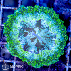 Acanthophyllia sp. (акантофиллия)