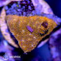 Lithophyllon sp. (литофитон)