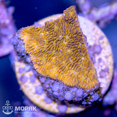 Lithophyllon sp. (литофитон)