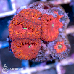 Blastomussa sp. (бластомусса)