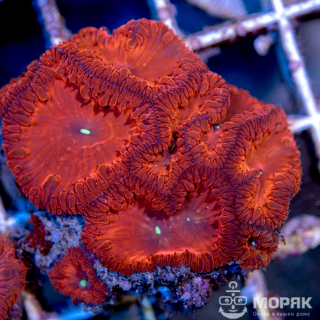 Blastomussa sp. (бластомусса)