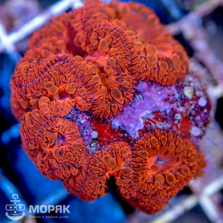 Blastomussa sp. (бластомусса флуорисцентная)