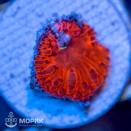 Blastomussa sp. (бластомусса)