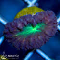 Blastomussa sp. (бластомусса двухцветная)