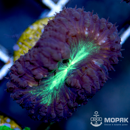 Blastomussa sp. (бластомусса двухцветная)