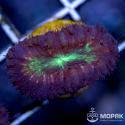 Blastomussa sp. (бластомусса двухцветная)