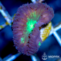 Blastomussa sp. (бластомусса двухцветная)