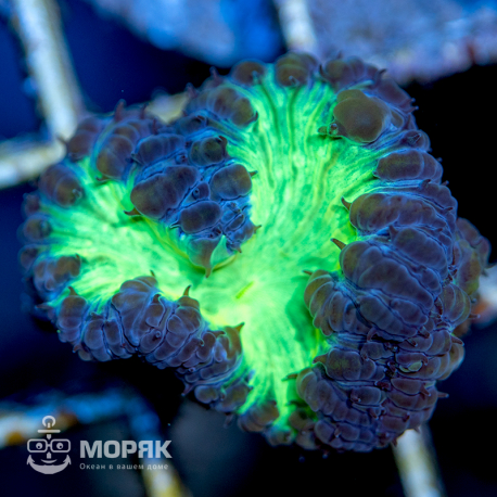 Blastomussa sp. (бластомусса двухцветная)