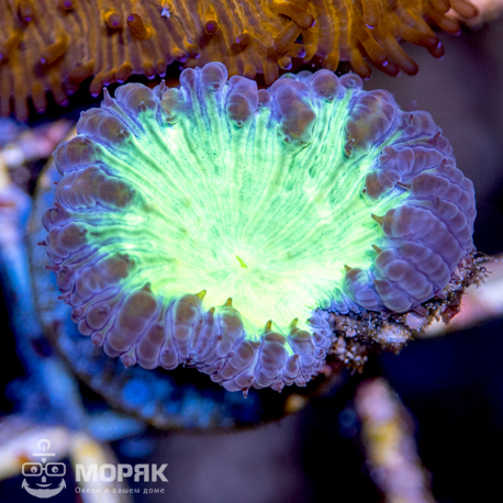 Blastomussa sp. (бластомусса двухцветная)