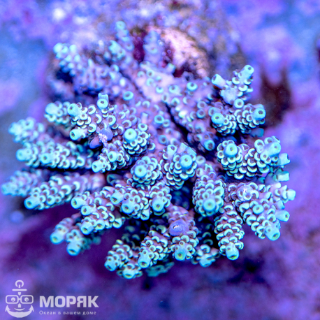 Acropora spp