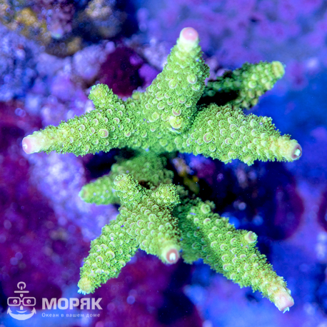 Acropora spp