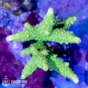 Acropora spp
