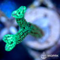 Seriatopora Caliendrum (сериатопора календрум)