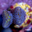 Seriatopora sp. (сериатопора желтая)
