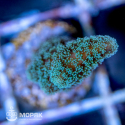 Seriatopora sp. (сериатопора зеленая)