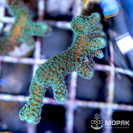 Seriatopora sp. (сериатопора зеленая)