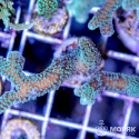 Seriatopora sp. (сериатопора зеленая)