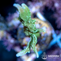 Montipora verrucosa (монтипора)