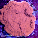 Montipora sp. (монтипора красная) XL