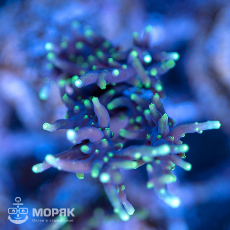 Acropora carduus (акропора "дракон")