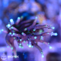 Acropora carduus (акропора "дракон")