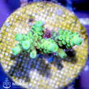 Acropora spp (акропора nano)