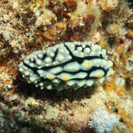 Phyllidia sp. (голожаберник-филлидия)