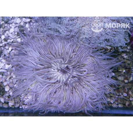 Phymanthus - sand flower anemone