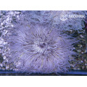 Phymanthus - sand flower anemone