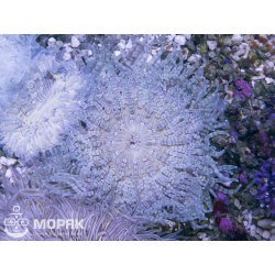 Phymanthus - sand flower anemone