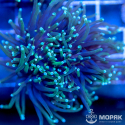 Euphyllia glabrescens - факельный коралл