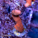 Montipora digitata (монтипора дигитата красная)