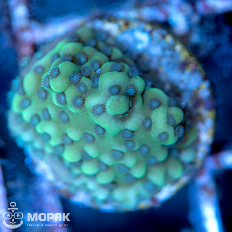 Montipora confusa (монтипора конфуза)