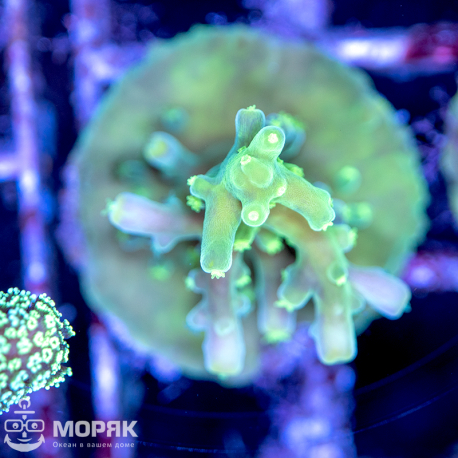 Acropora spp (акропора nano)