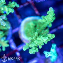 Acropora sp. (акропора)