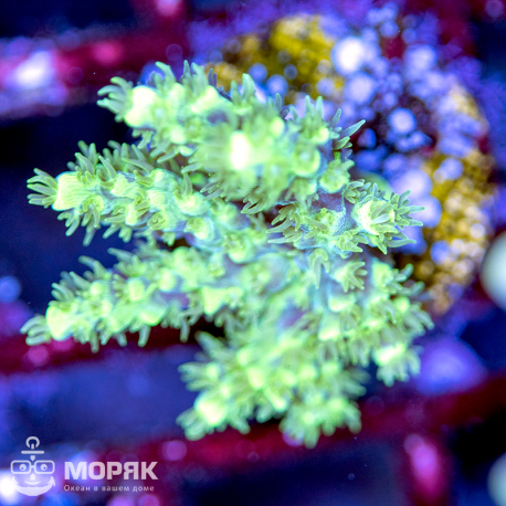 Acropora sp. (акропора)