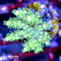 Acropora sp. (акропора)