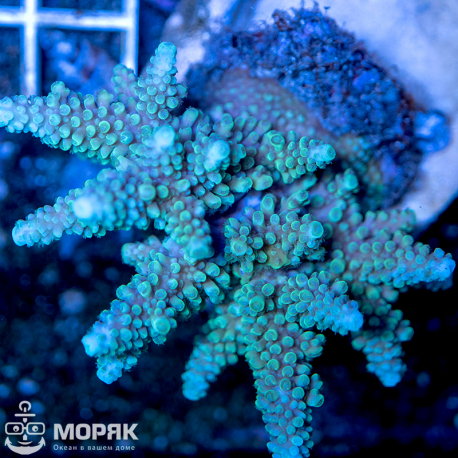Acropora spp