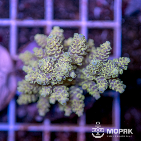 Acropora sp. (акропора)