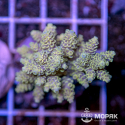 Acropora sp. (акропора)