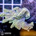 Montipora confusa (монтипора конфуза)