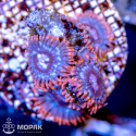 Zoanthus spp (зонты)