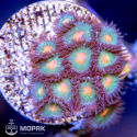Zoanthus spp